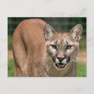 Big Cat Cougar (Puma Concolor) Postcard