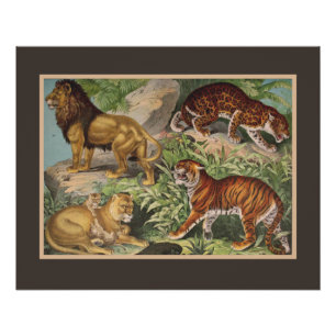 Big Cat Lions Tigers, Leopards, Animals Print