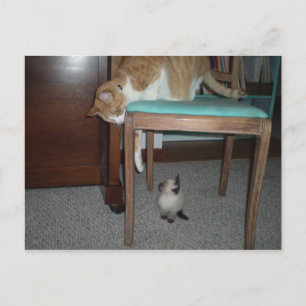 Big Cat Sees Little Kitten Postcard