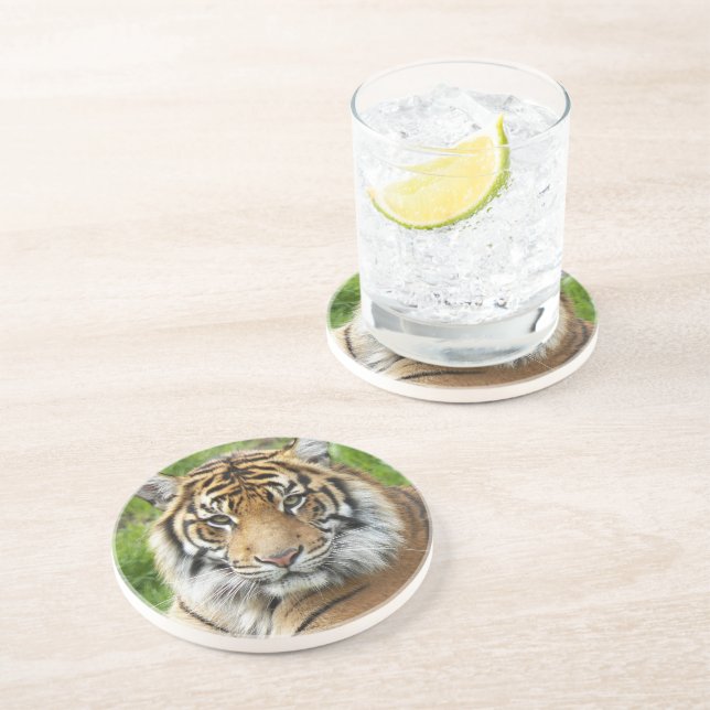 Big Cat Sumatran Tiger Photo Coaster (Side)