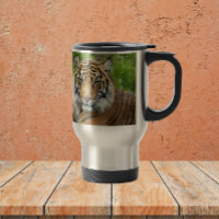 Big Cat Sumatran Tiger