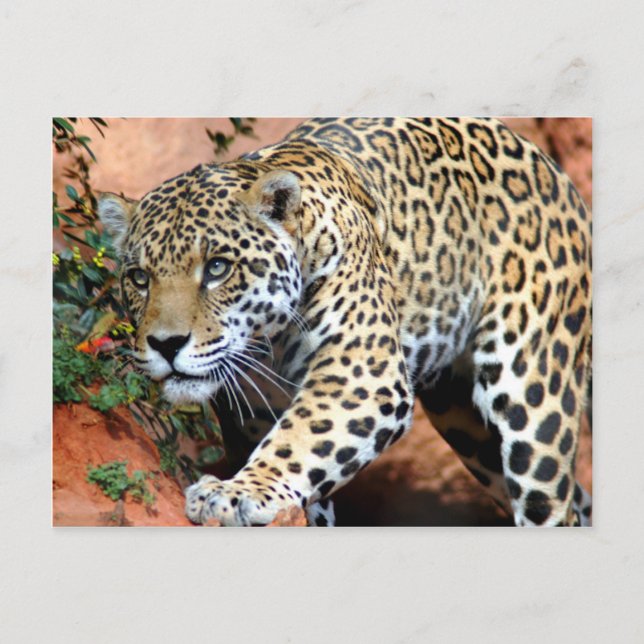 Big Cats - 10 Postcard (Front)