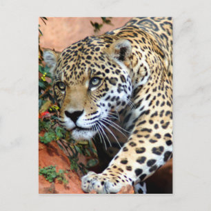 Big Cats - 10 Postcard