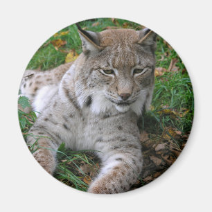 Big Cats - 11 Magnet