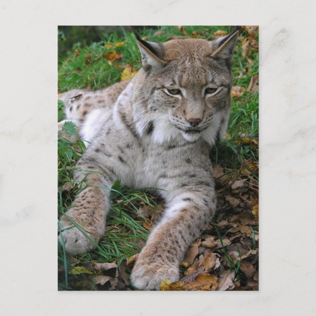 Big Cats - 11 Postcard (Front)