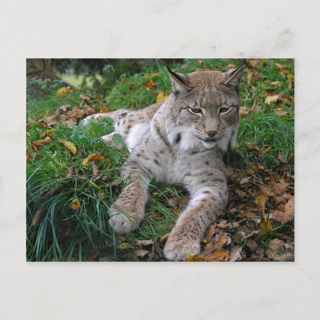 Big Cats - 11 Postcard (Front)