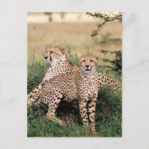 Big Cats - 13 Postcard