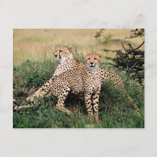 Big Cats - 13 Postcard