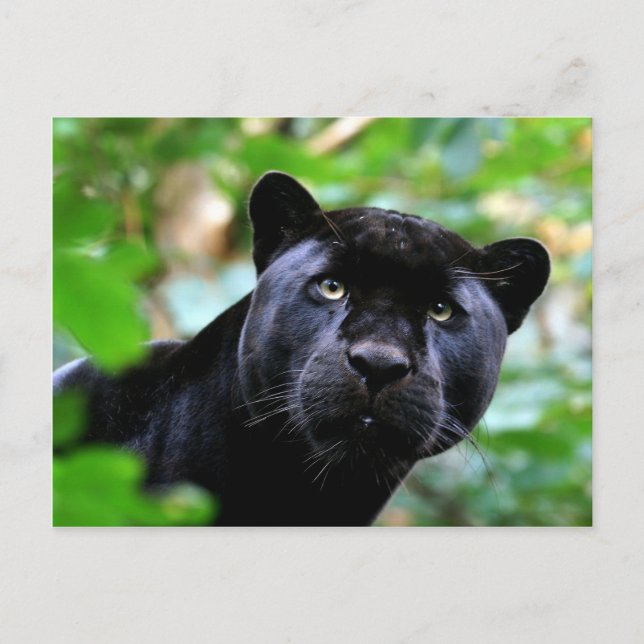 Big Cats - 4 Postcard (Front)
