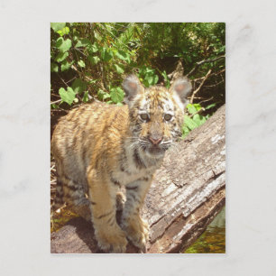 Big Cats - 5 Postcard