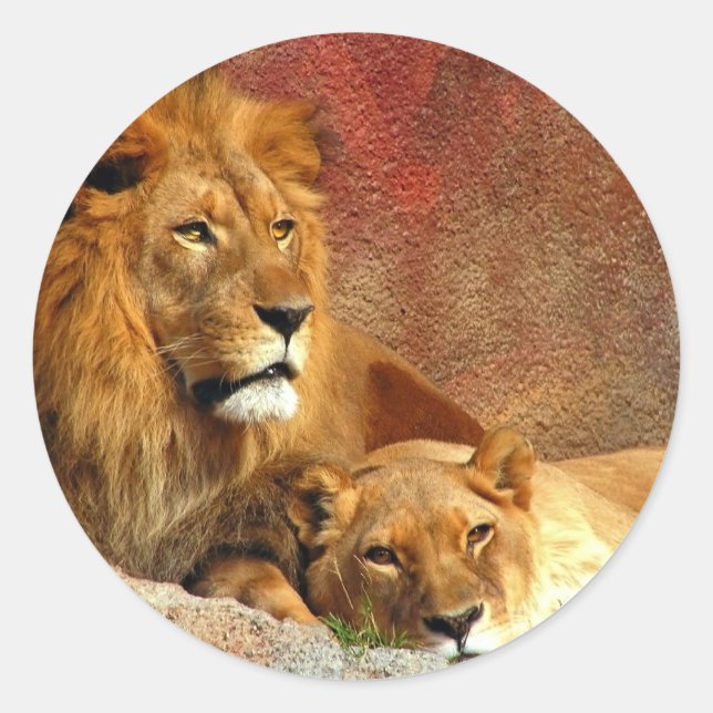 Big Cats - 6 Classic Round Sticker (Front)
