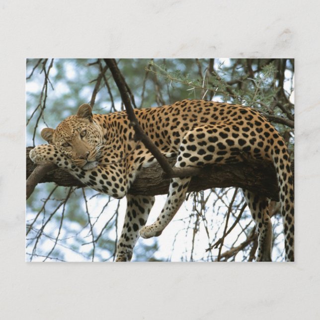 Big Cats - 7 Postcard (Front)