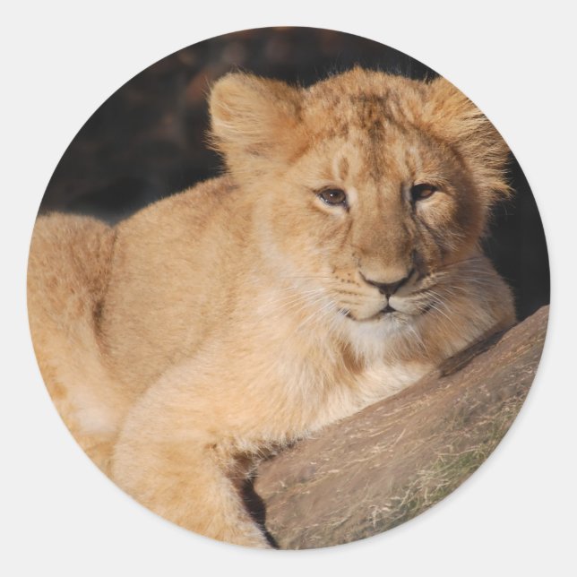 Big Cats - 8 Classic Round Sticker (Front)