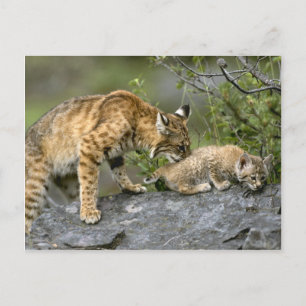 Big Cats - 9 Postcard