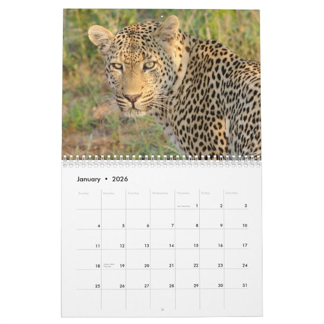 Big Cats of South Africa Calendar (Jan 2026)