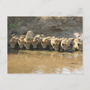 Big Cats Postcard