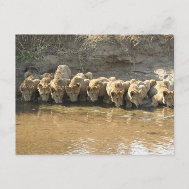 Big Cats Postcard (Front)