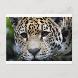 Big Cats Postcard