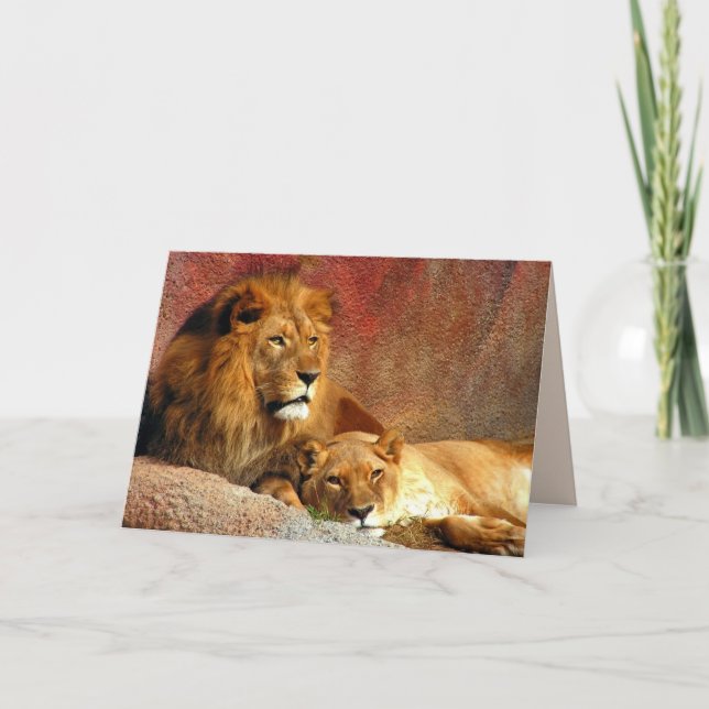 Big Cats Set - 6 Card (Front)