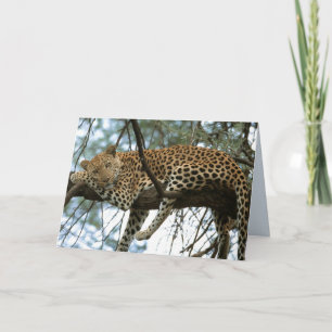 Big Cats Set - 7 Card