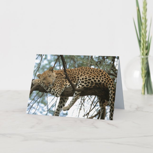 Big Cats Set - 7 Card (Front)