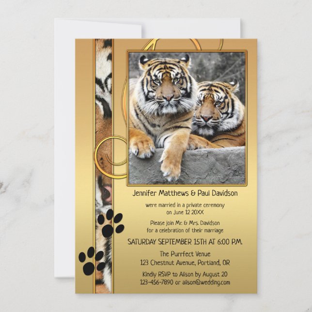 Big Cats Tiger Gold Post Wedding Invitation (Front)