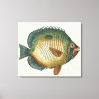Big Colourful Fish