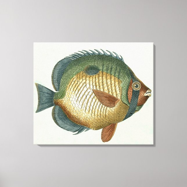 Big Colourful Fish Canvas Print (Front)