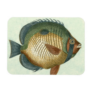 Big Colourful Fish Magnet