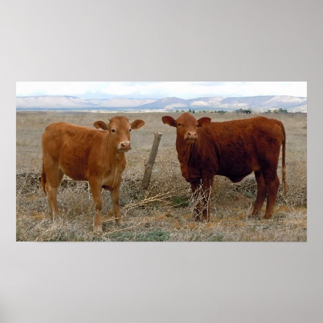 Big Cow Eyes - Red Cattle - Western Poster (Front)