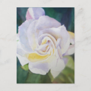 Big Creamy White Gardenia Postcard