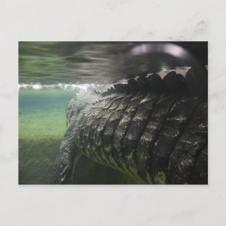 Big Crocodile Postcard