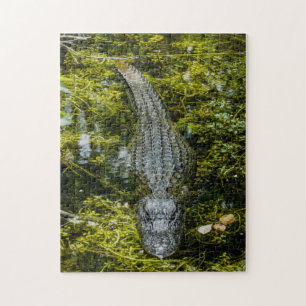 Big Crocodile Swimming in Swamp Water Jigsaw Puzzle