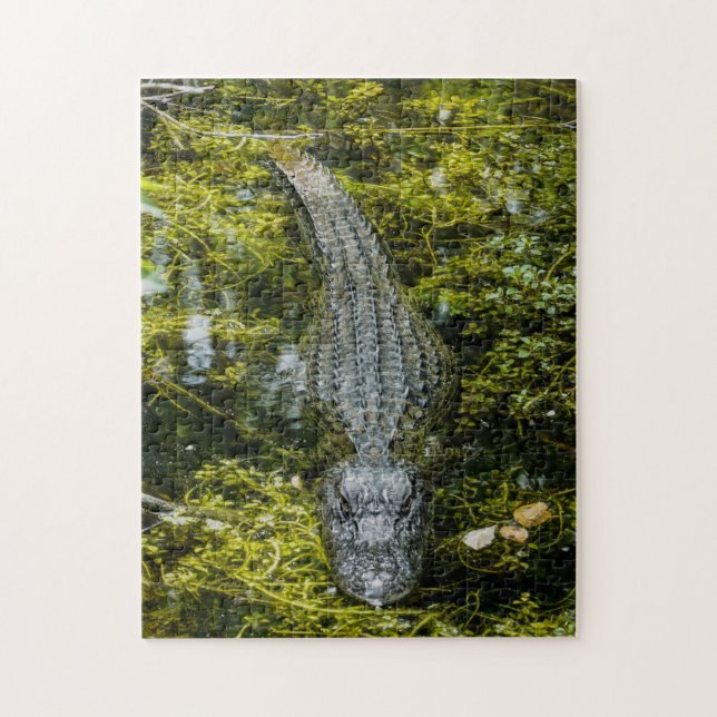 Big Crocodile Swimming in Swamp Water Jigsaw Puzzle (Vertical)