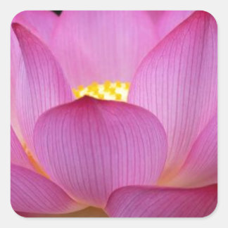 Big dark pink Lotus Flower photo.jpg Square Sticker