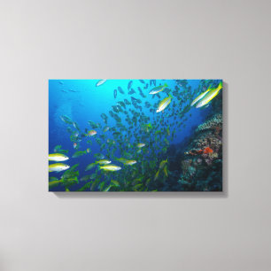 Big Eye Snapper on the Great Barrier Reef Canvas Print