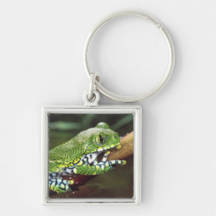 Big Eye Treefrog, Leptopelis vermiculatus, Key Ring