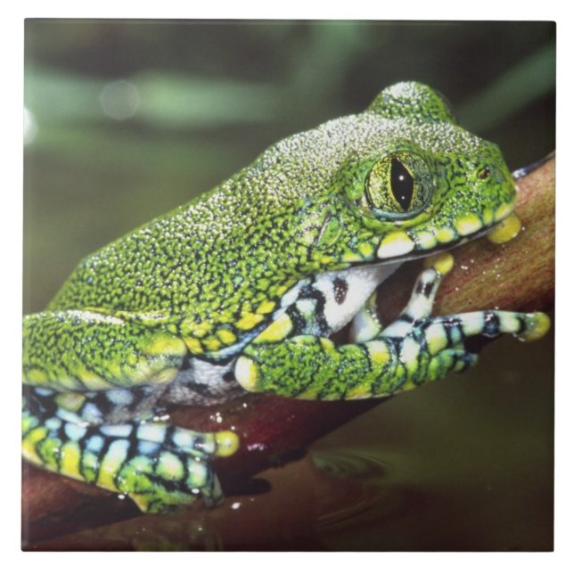 Big Eye Treefrog, Leptopelis vermiculatus, Tile (Front)