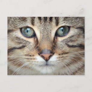 Big Eyes Tabby Cat Kitten Postcard