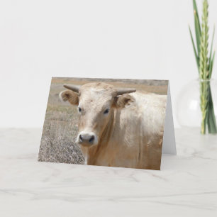 Big Eyes White Charolais Cattle - Western Blank Card