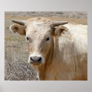 Big Eyes White Charolais Cattle - Western Poster