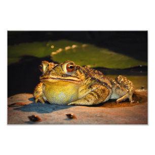 Big Fat Toad Photo Print