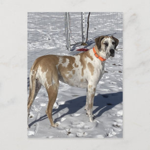 Big Fawnequin Great Dane dog Sad eyes Clown face Holiday Postcard