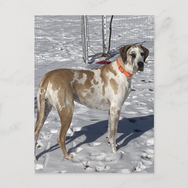 Big Fawnequin Great Dane dog Sad eyes Clown face Holiday Postcard (Front)