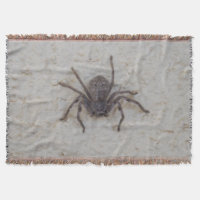 Big Female Huntsman Spider,