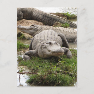Big Gator Postcard