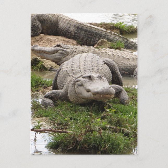 Big Gator Postcard (Front)