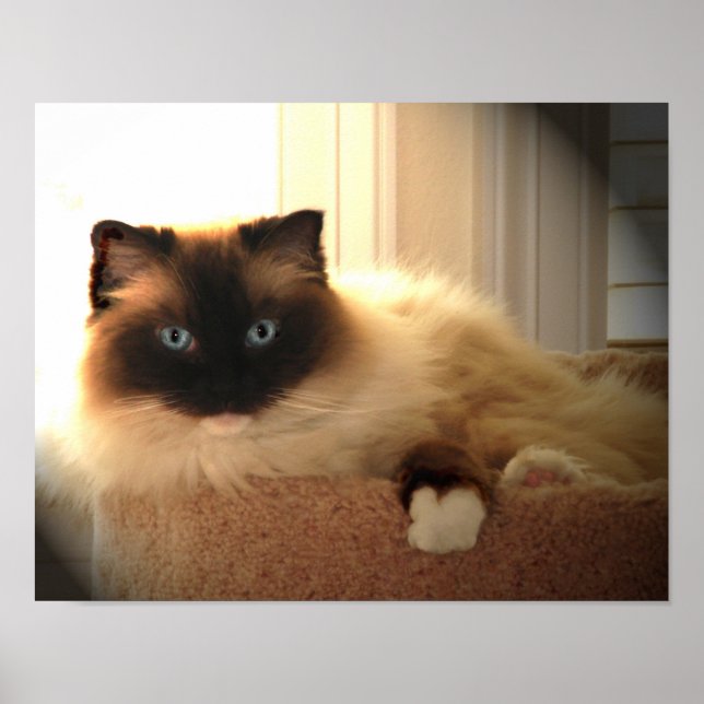 Big Giant Ragdoll Cat Poster (Front)