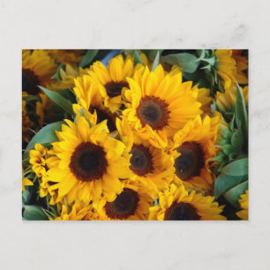 Big giant sunflowers postcard