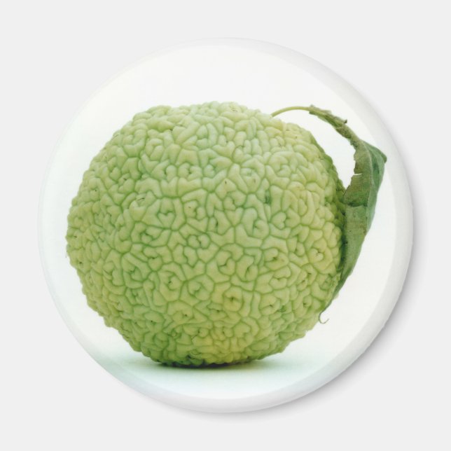 Big Green Hedgeapple Osage Orange Magnet (Front)
